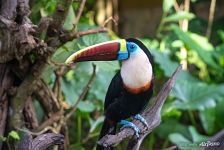 White-throated toucan