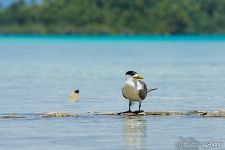 Greater crested tern. Rangiroa