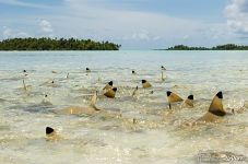 Inhabitants of the Blue Lagoon. Rangiroa