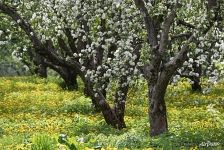 Blooming apple orchards