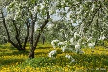 Dyakovsky Apple Orchard