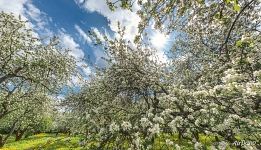 Apple trees