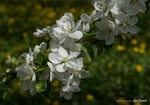 Flowers of apple-tree