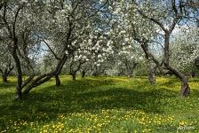 Dyakovsky Apple Orchard