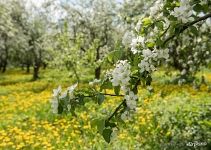 Flowers on the apple tree