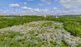 Bird's eye view of the Dyakovsky Apple Orchard