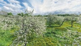 Apple trees