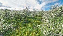 Apple Orchard