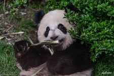 Panda is eating bamboo