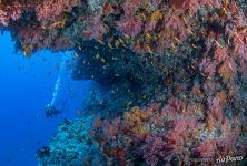 Corals of the Southern Maldives