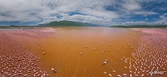 Flamingo on a Bogoria lake, Kenya