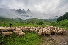 Sheeps in Ingushetia