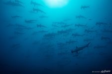 Hammerhead sharks