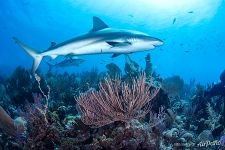 Sharks. Gardens of the Queen, Cuba