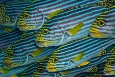 Indian Ocean oriental sweetlips