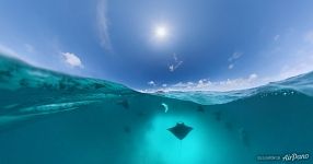 Manta rays. Maldives