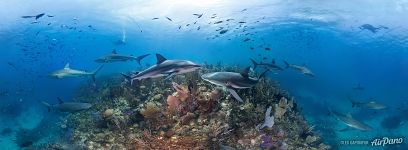 Coral reef at a depth of 10 meters. Gardens of the Queen, Cuba