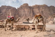 Camels