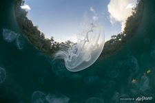 Jellyfish