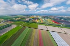 Tulip fields in the Netherlands