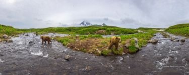 Bears on the Kambalnaya River, Kamchatka