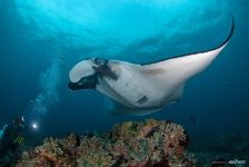 Manta ray