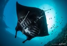 Manta ray