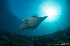 Manta ray