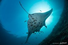 Manta ray