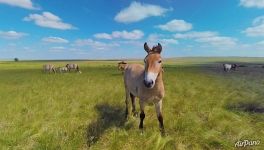 Przewalski's horses