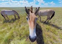 Przewalski's horses at Pre-Ural Steppe