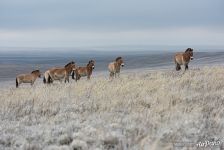 Harem group of Przewalski's horses. Pre-Ural Steppe