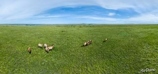 Northern part of Pre-Ural Steppe. Przewalski’s horses