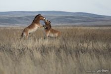 Przewalski's horses. Pre-Ural Steppe