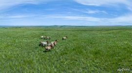 Family group of Przewalski’s horses