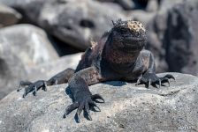 Galápagos marine iguana