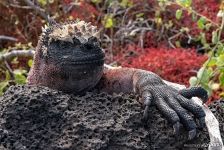 Galápagos marine iguana