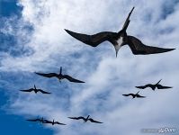 Frigatebirds