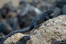 Galápagos marine iguana