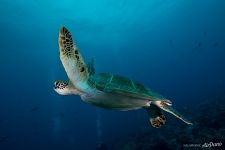 Sea turtle