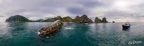 Kekurny Cape. Steller sea lions