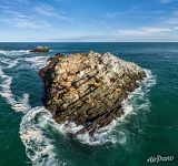 Steller sea lions. Kozlov’s stone