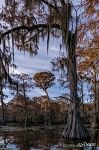 Bald cypress