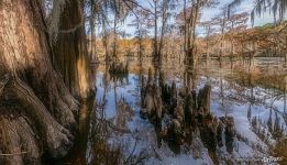 On a Texas pond