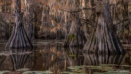 Bald cypress lake