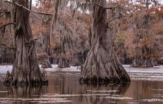 Bald cypresses