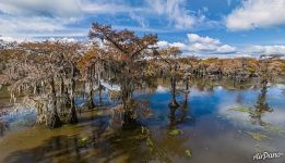 Cypress grove in Texas