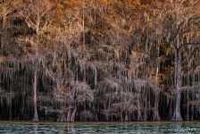 Bald cypresses