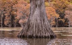 Bald cypress