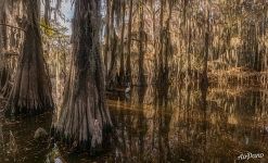 Among the big bald cypresses